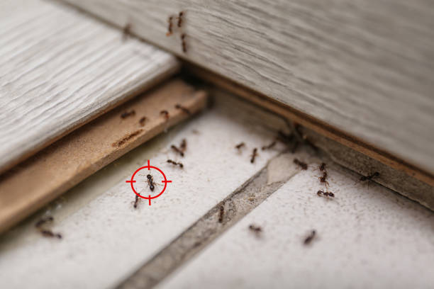 Best Local Pest Control Services  in Bryan, TX
